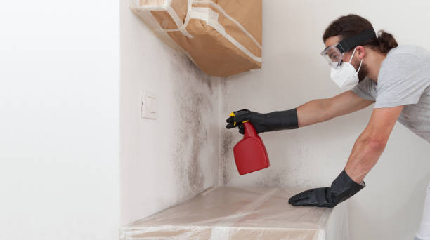 Basement Mold Remediation treatment on basement walls in Converse