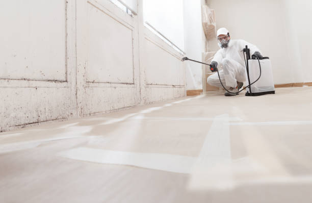 Black mold remediation team in Converse