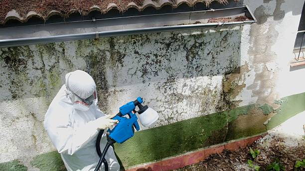 Mold Removal service in Converse